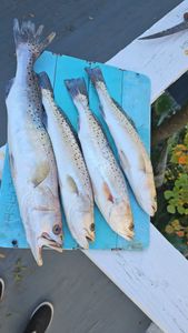 3 sea trout fish in SC