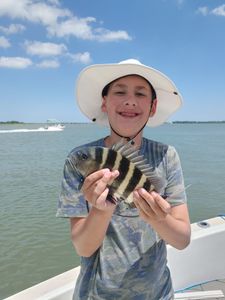 Sheepshead fish caught at Folly Beach