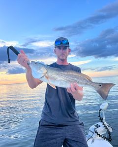 Redfish caught in AL, 30 inches long