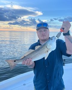 Redfish caught by angler in Spanish Fort