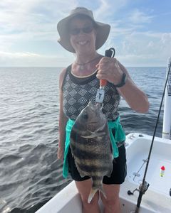 Sheepshead fish caught in Spanish Fort