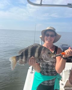 Sheepshead fish caught during a fishing trip in Spanish Fort