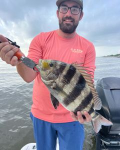 Sheepshead fish caught while fishing in Spanish Fort