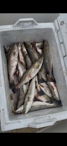 Fresh caught speckled trout in white cooler from Spanish Fort Alabama fishing trip