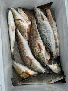 Fresh caught speckled trout and redfish in cooler from Spanish Fort Alabama fishing trip