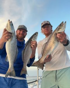 3 spotted weakfish caught in Spanish Fort