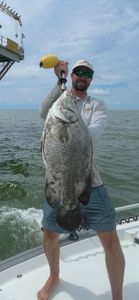 Tripletail fish caught by angler in Spanish Fort