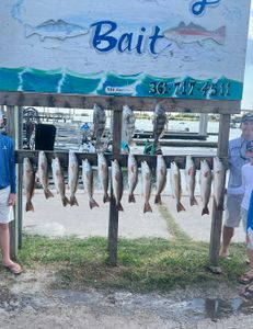 12 Redfish and Black Drum caught fishing in Fulton