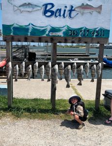 7 black drum fish caught in Fulton