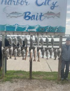 5 redfish and black drum caught in TX