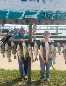 13 redfish and black drum caught in Fulton, fishing