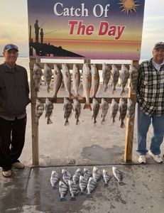 Eleven redfish and black drum caught while fishing in Fulton