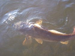 Fishing in FL