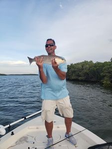 Redfish caught in Homosassa