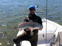 Redfish caught while fishing in Homosassa