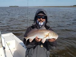 Redfish measuring 17 inches caught in Homosassa, Florida while fishing