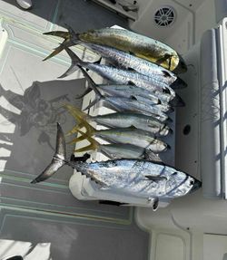 Two Atlantic Bonito fish caught while fishing in FL