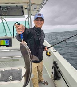 Cobia fish caught during fishing tour in Miami