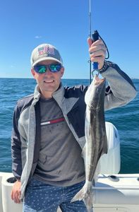 A single cobia fish caught during a fishing tour in Miami