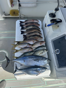 Blasted today with big Little Tunny, Grey Snapper, and Yellowfin!