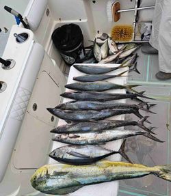 3 Blackfin Tuna and Wahoo Fish caught during fishing tours in FL