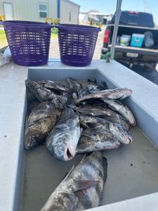 Casting lines where the fish are