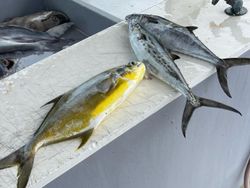The elusive Amberjack on display!