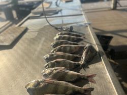 Keep those Sheepshead comin'!!