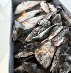 Fresh caught black drum and other fish species in cooler from Port Arthur TX fishing trip