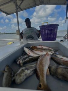 Fresh caught burbot and redfish in boat cooler from Port Arthur TX fishing trip