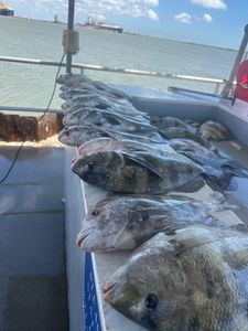 Fresh caught sheepshead, black drum, and tautog fish displayed on fishing boat deck in Port Arthur TX