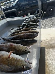 Fresh caught redfish displayed on boat gunwale after successful fishing trip in Port Arthur TX