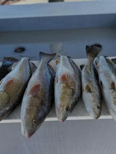 Fresh caught redfish and speckled trout from Port Arthur TX fishing trip displayed in boat cooler