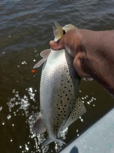 Speckled trout being held over water in Port Arthur TX during fishing trip