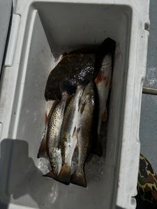 Speckled trout catch in white cooler from Port Arthur TX fishing trip