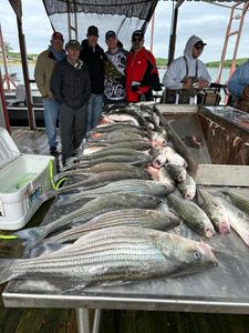 Two striped bass caught while fishing in OK
