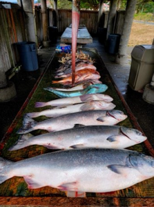 3 fish caught while fishing in OR