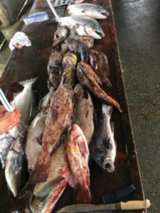 Two black drum fish caught while fishing in OR