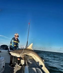 Blacktip Shark caught while fishing in TX