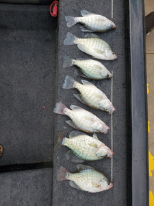7 white crappie fish caught in Pittsburgh