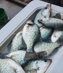 Two crappie fish caught in Pittsburgh