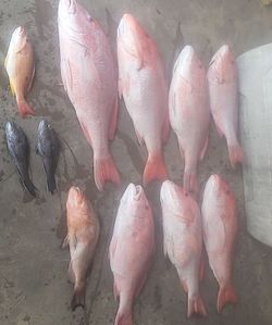 Eleven fish caught during cruises and fishing trip in Crawfordville
