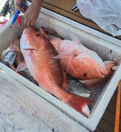 Fishing cruises in FL