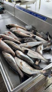 6 spotted weakfish caught while fishing in GA
