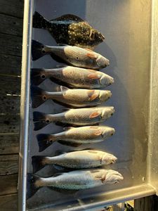 Redfish, Redfish, Spotted Weakfish, Black Drum, Black margate, and Summer Flounder caught in GA