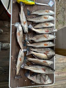 12 black drum, redfish, and more caught in Midway location