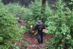Epic mushroom haul!