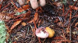 Edible Mushroom Identification 