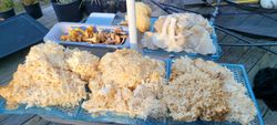 Fungi Foraging Classes In California