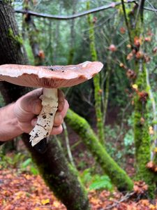 Foraging For Lunch In California